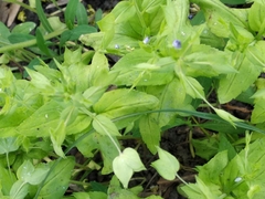 Veronica cardiocarpa