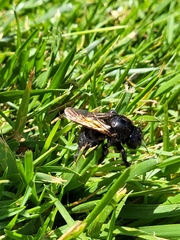 Xylocopa sonorina