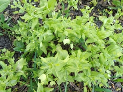 Veronica cardiocarpa