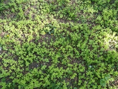 Veronica cardiocarpa