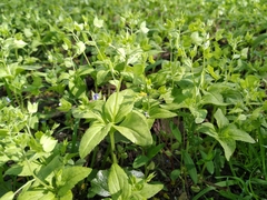 Veronica cardiocarpa