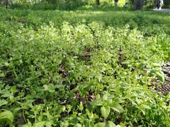 Veronica cardiocarpa