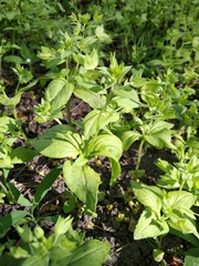 Veronica cardiocarpa