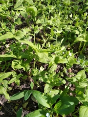 Veronica cardiocarpa