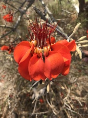 Erythrina velutina