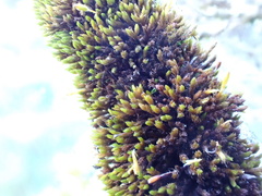 Macrocoma tenuis tenuis