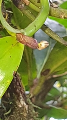 Scaphyglottis modesta