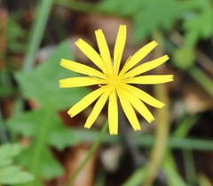 Aposeris foetida