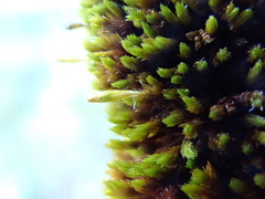 Macrocoma tenuis tenuis