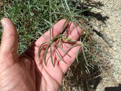 Lupinus hyacinthinus