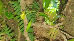 Leochilus puertoricensis