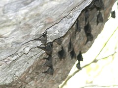 Balantiopteryx plicata