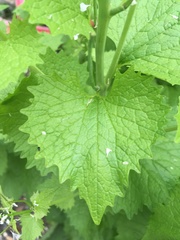 Alliaria petiolata