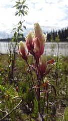 Castilleja raupii