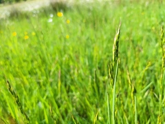 Bromus racemosus