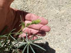 Lupinus hyacinthinus