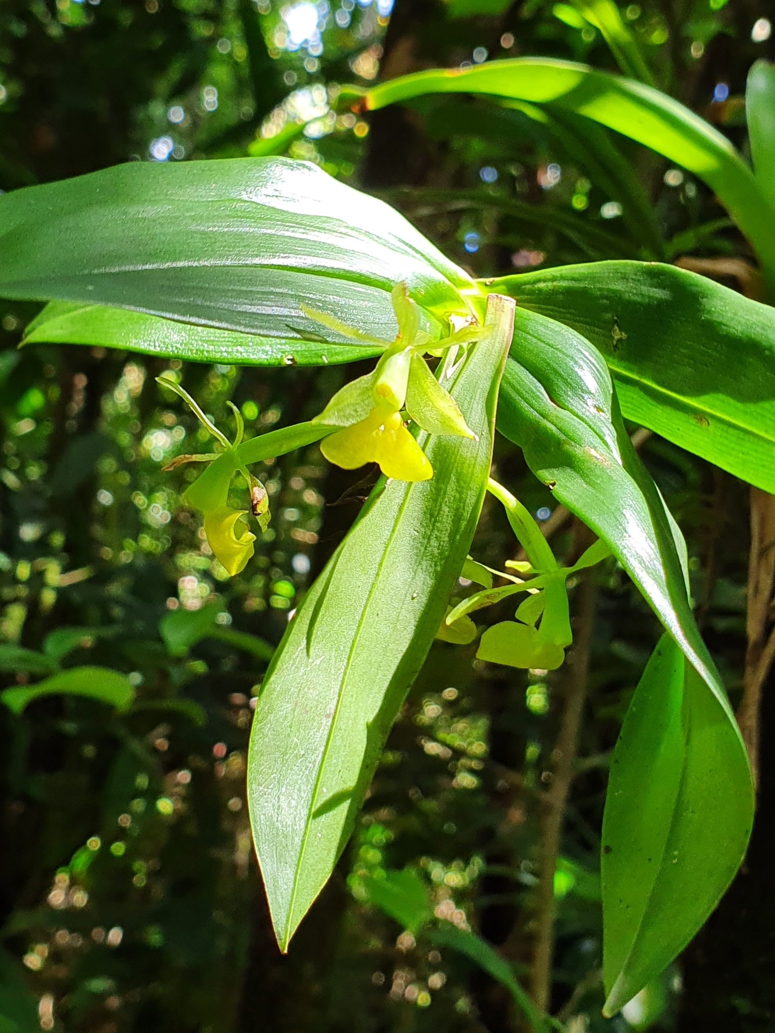 Epidendrum jamaicense
