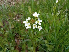 Cardamine amara olotensis