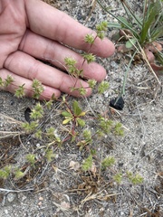 Dodecahema leptoceras