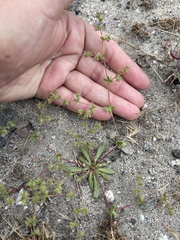 Dodecahema leptoceras