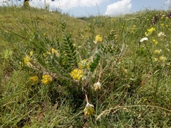 Astragalus dasyanthus