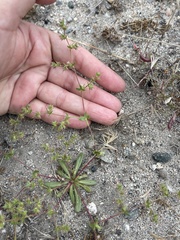 Dodecahema leptoceras