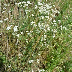 Galium glaucum