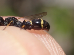 Symmorphus fuscipes