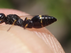 Symmorphus fuscipes