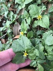 Calyptocarpus vialis