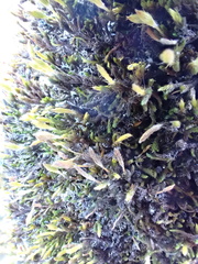 Macrocoma tenuis tenuis