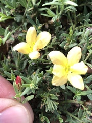 Menodora heterophylla