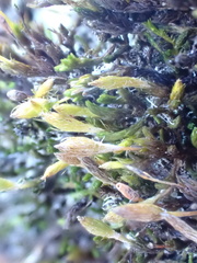 Macrocoma tenuis tenuis