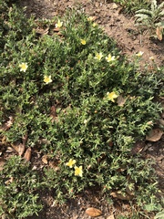 Menodora heterophylla