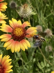 Dianthidium curvatum