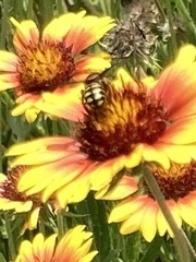 Dianthidium curvatum