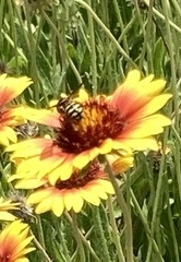 Dianthidium curvatum