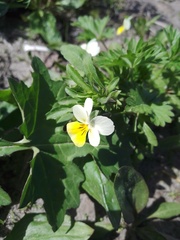 Viola × contempta