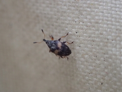 Nanophyes marmoratus