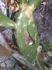 Opuntia bonaerensis