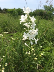 Penstemon tubaeflorus