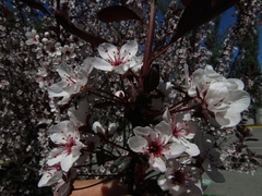 Prunus cistena
