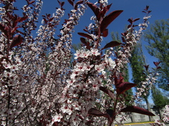Prunus cistena