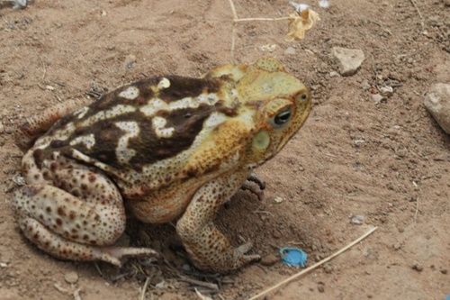 Cururu Toad