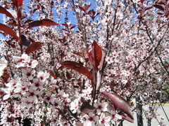 Prunus cistena