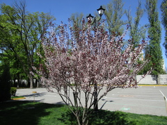 Prunus cistena