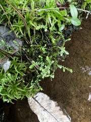 Selaginella apoda