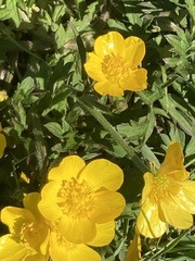 Ranunculus repens