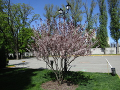 Prunus cistena