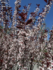 Prunus cistena